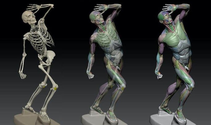 What Is Digital Écorché Making The 3d Model Free Anatomy Reference